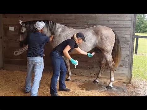 horse cumshot|Horse fucking action with a massive cumshot in the end .